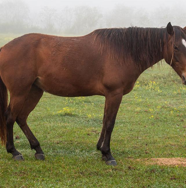 Sweet mare named Bobbi