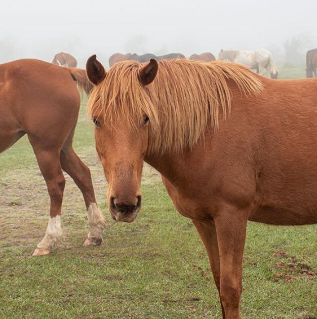 Horse named Bonnie