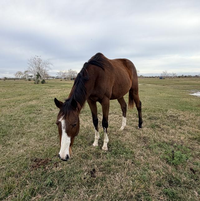 Crush, a young horse