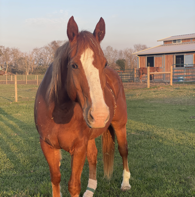 Photo of Dakota basking in the sunlight at sunset.