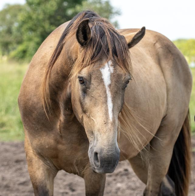 Duncan, Buckskin horse Image 1