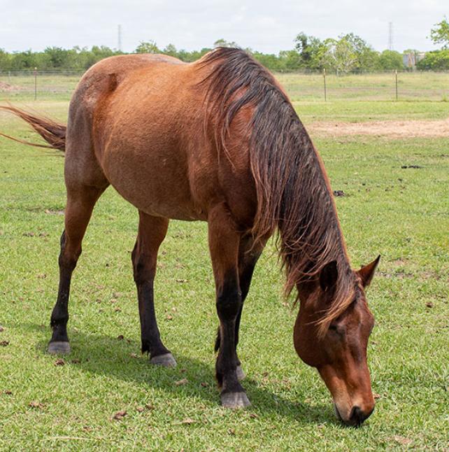 Beautiful blind Bay Roan horse named Eli