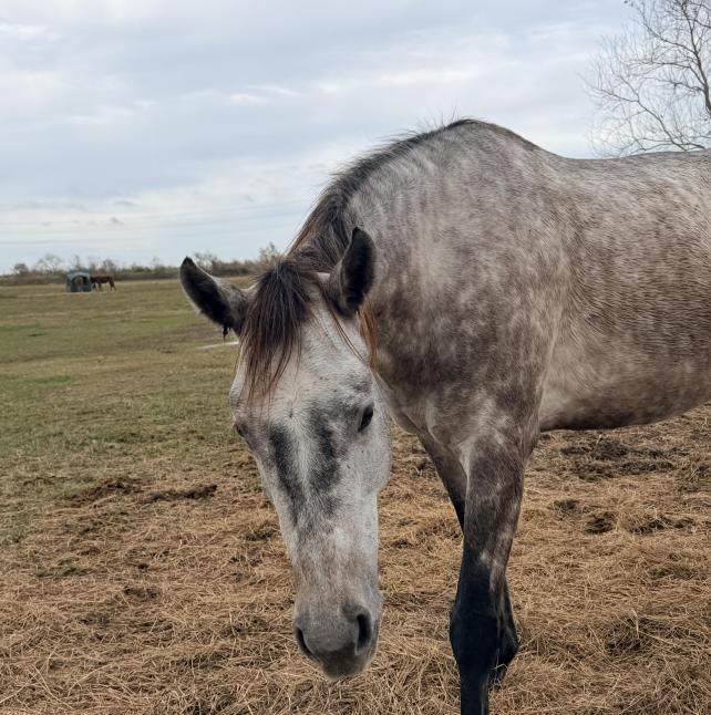 Grey mare named Granite