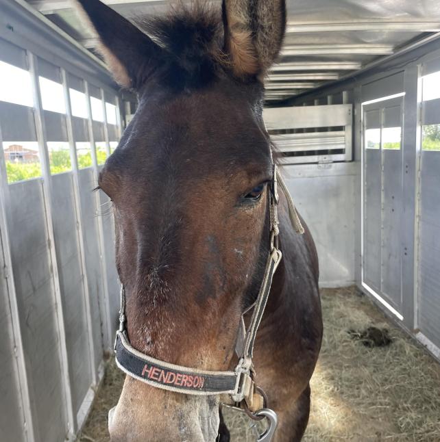 Mule named Henderson