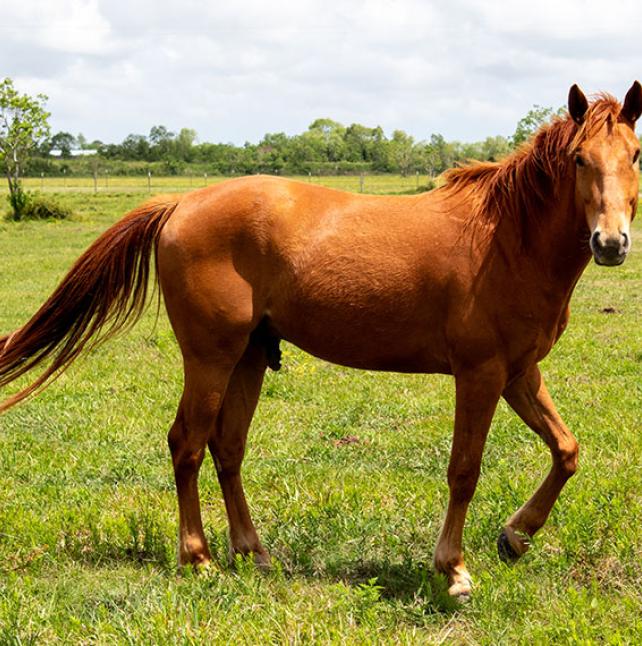 Horse named Hendrix