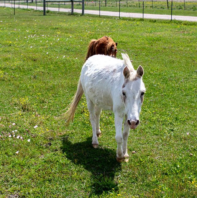 Sweet mini mule named Iris
