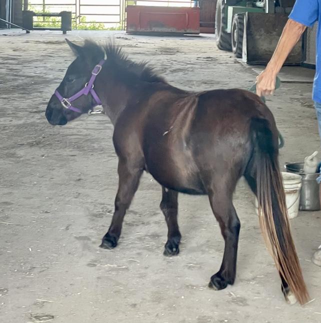 Jericho the mini mule