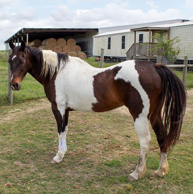 Paint named Joplin