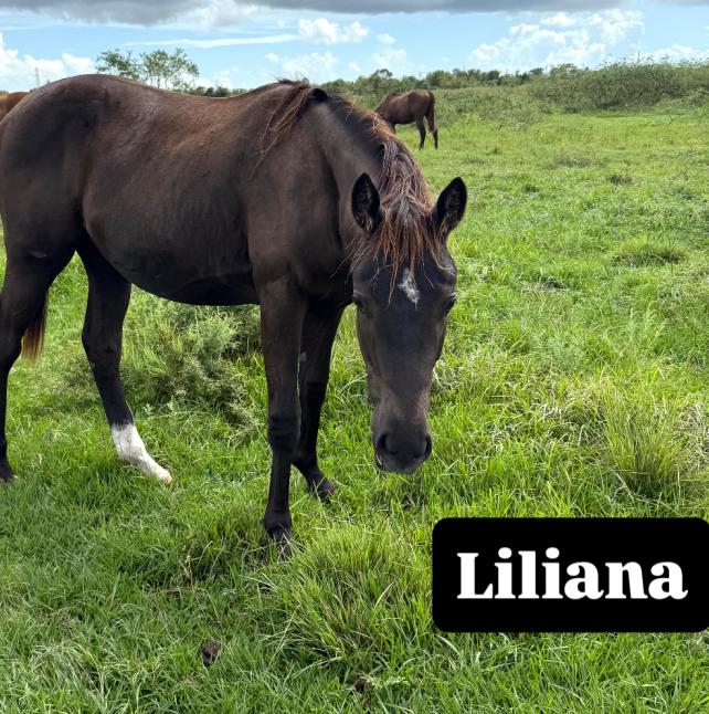 Liliana, a black mare