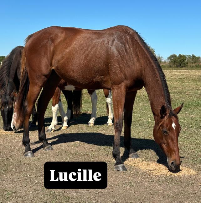 Lucille, a kind mare