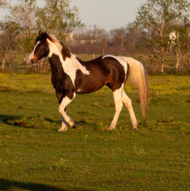 Prancing Luna