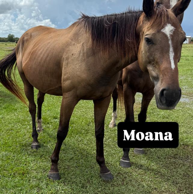 Moana, a lovely mare