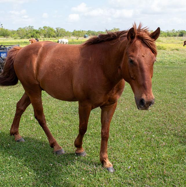 Liver Chestnut Quarter Horse named Pruitt