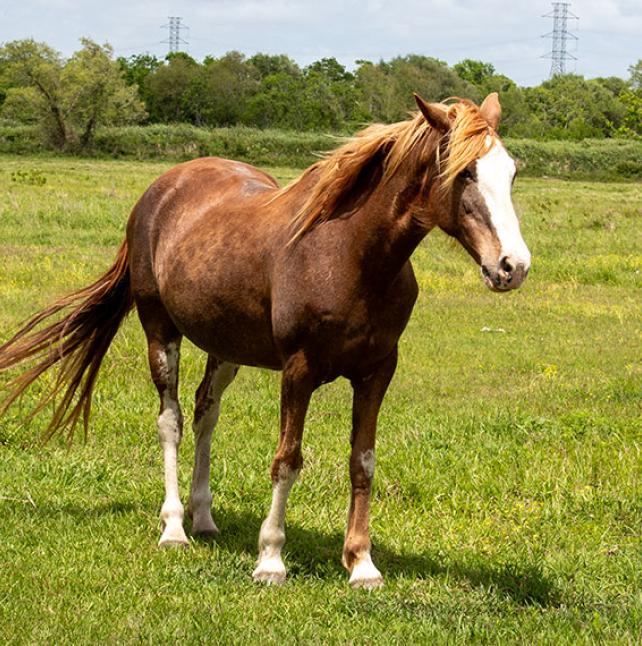 Quarter Horse named Pumpkin
