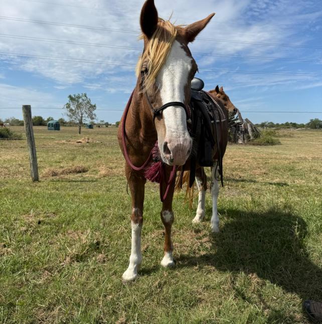 Pumpkin with tack on