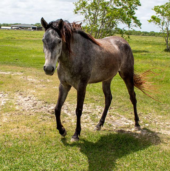 Beautiful horse named Sabine