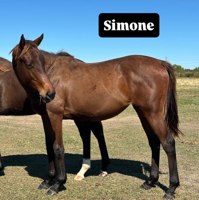 Simone, a two year old filly