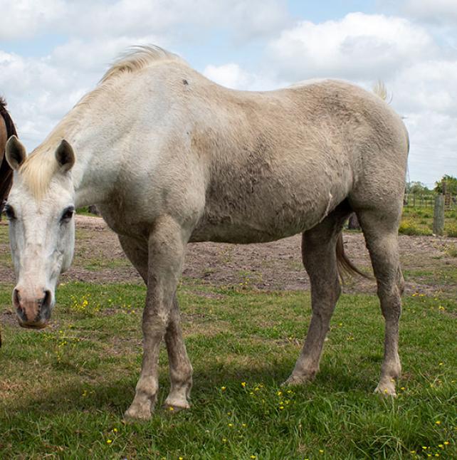 Playful horse named Snow