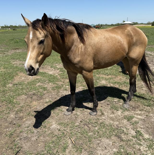 Sweet horse named Tilly