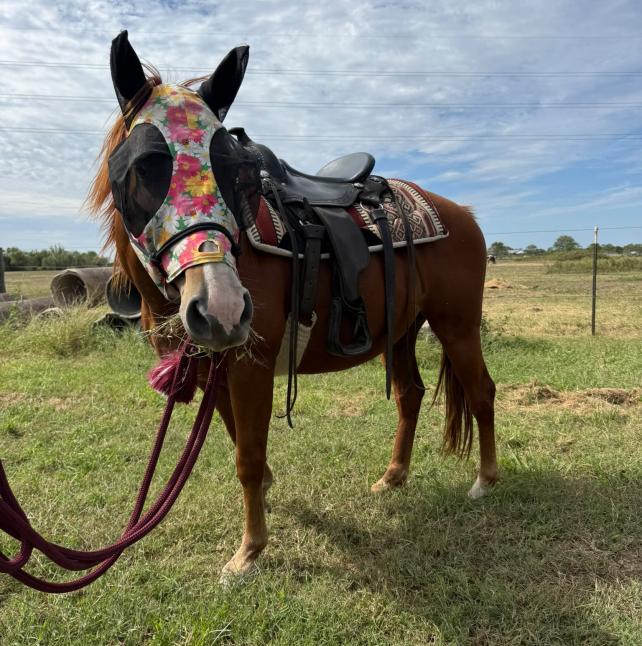 Timmy is pictured from the side with a saddle and floral fly mask on. 