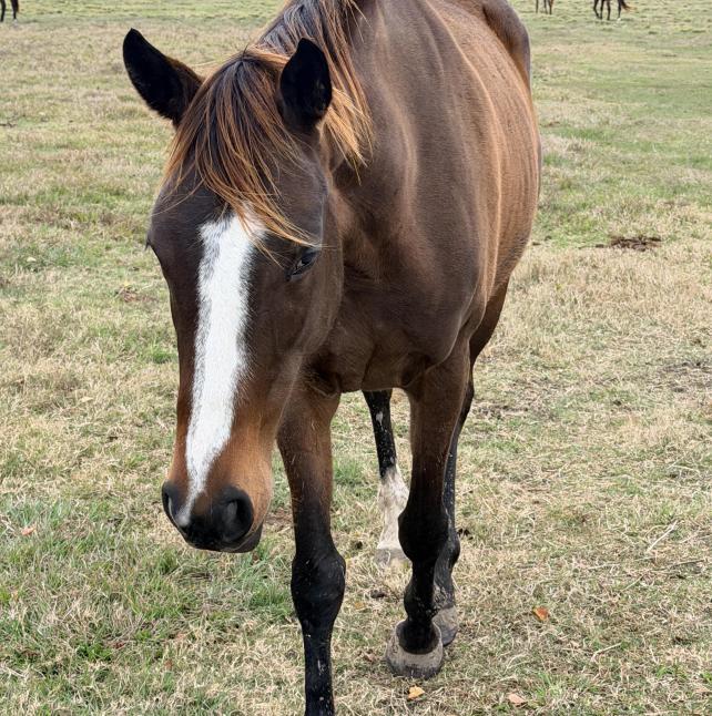 Valerie, a dark bay mare