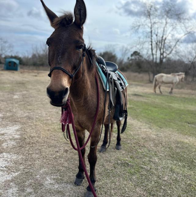 Mule named Henderson