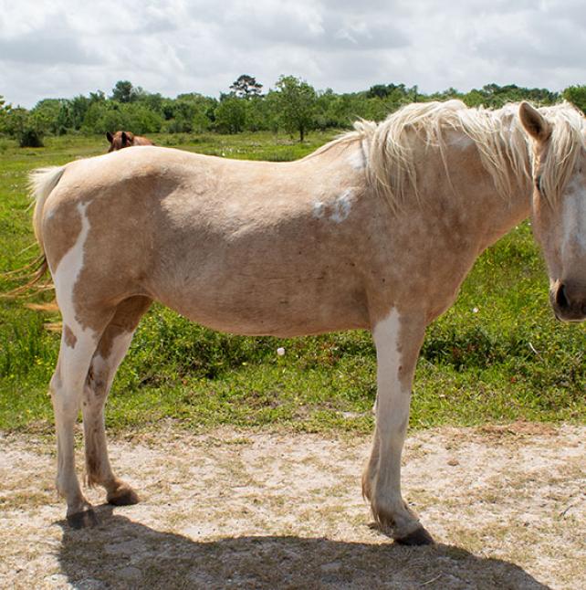 Delilah, a gentle mare