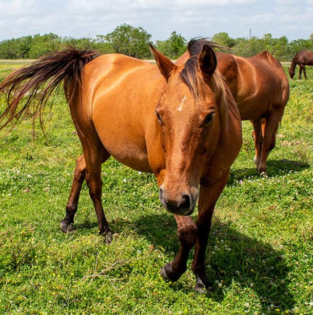 Quarter Horse named Legs