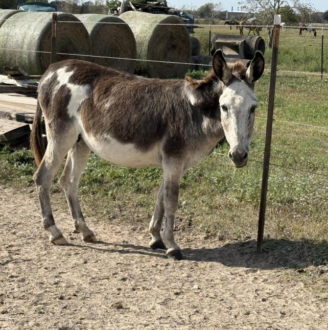 Maggie, a female donkey
