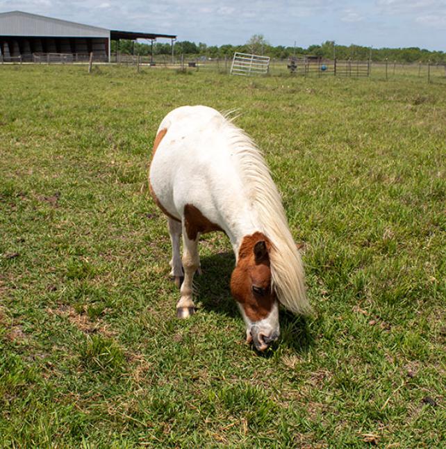Muffin the mini horse