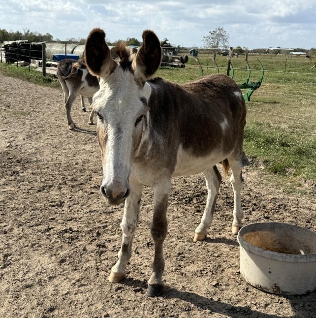 Radar, a sweet donkey