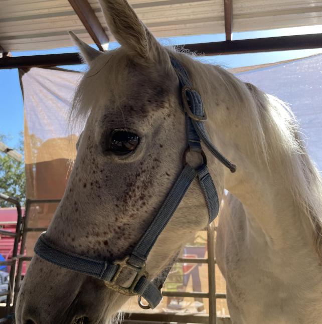 Sparkle is a grey mare