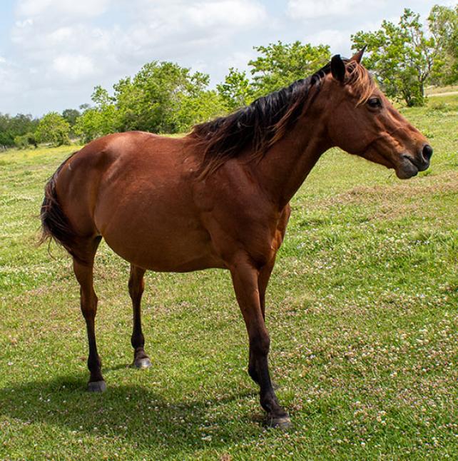 Bay Quarter Horse named Venus