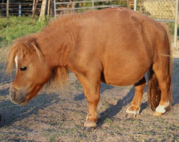 A mini horse named Munchie