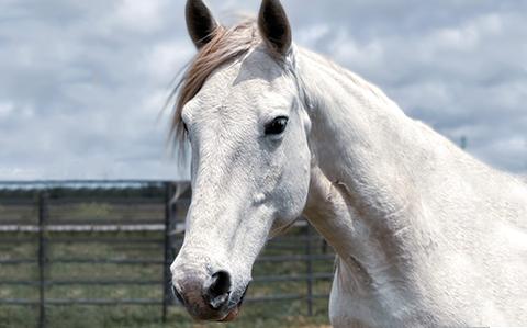 Nikita, a white horse