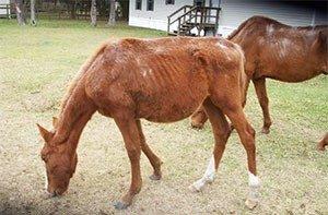 Mingo, a skinny horse with ribs showing