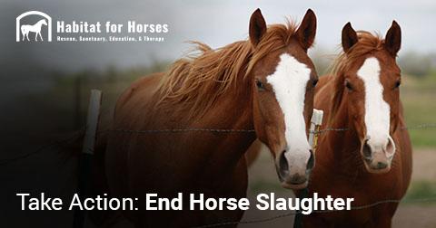 Take Action: End Horse Slaughter