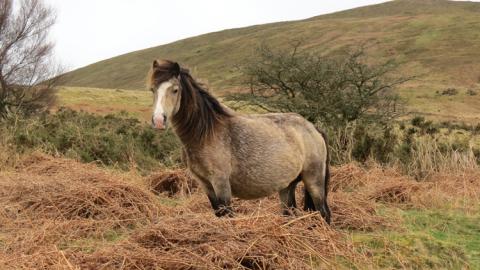 Brown horse in a field 