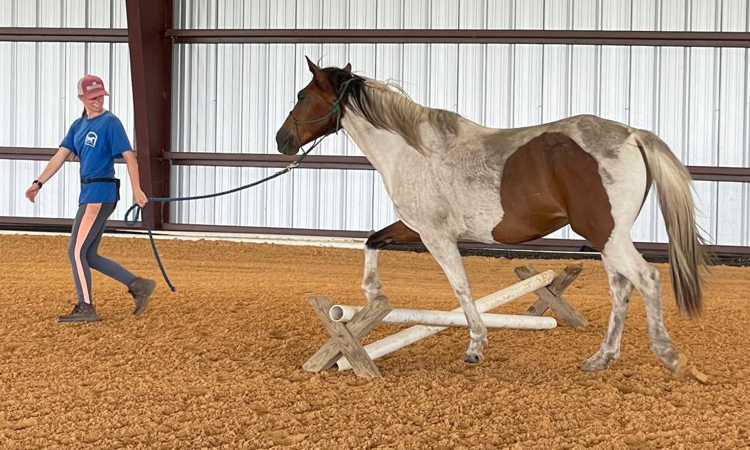 Training leading a horse over a jump in a barn