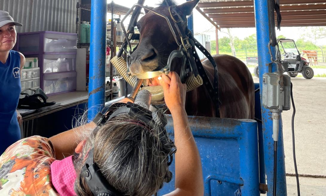 dentist checking a horses teeth