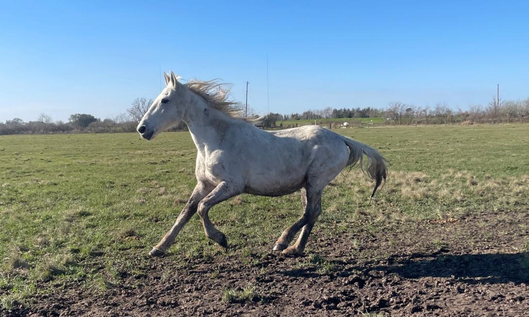 white horse running in a field
