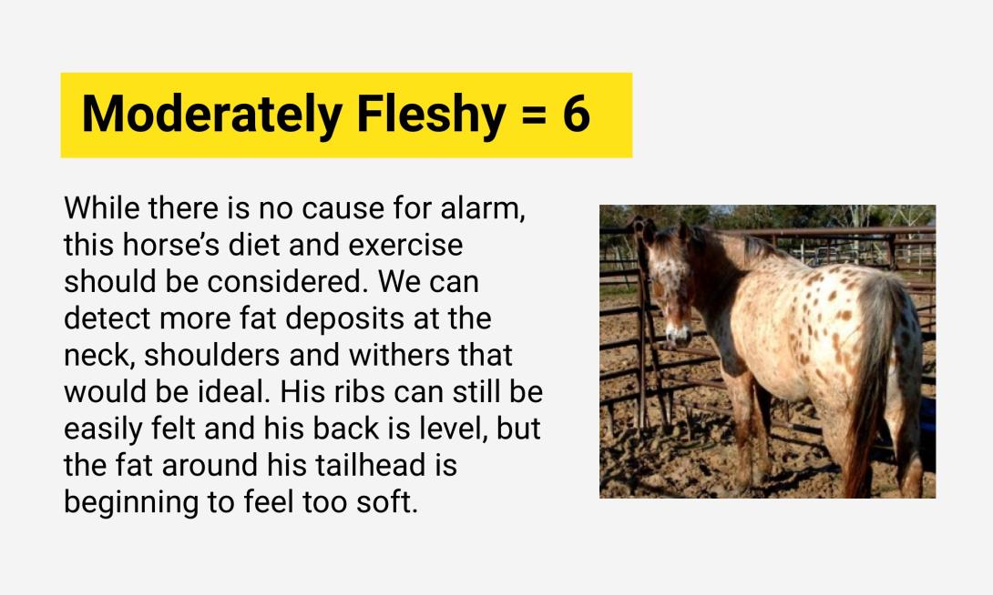 Moderately Fleshy =6