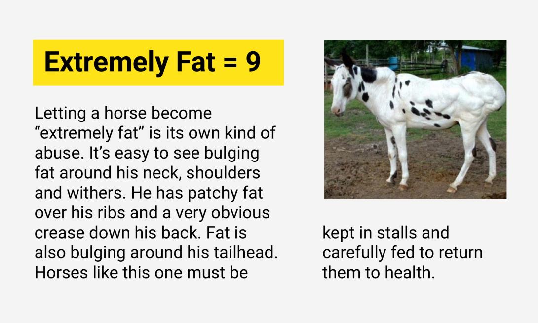 Extremely Fat = 9