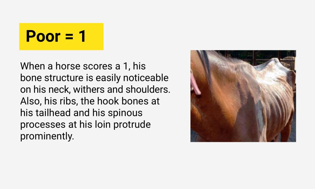 Poor = 1: When a horse scores a 1, his bone structure is easily noticeable on his neck, withers and shoulders. Also, his ribs, the hook bones at his tailhead and his spinous processes at his loin protrude prominently. 