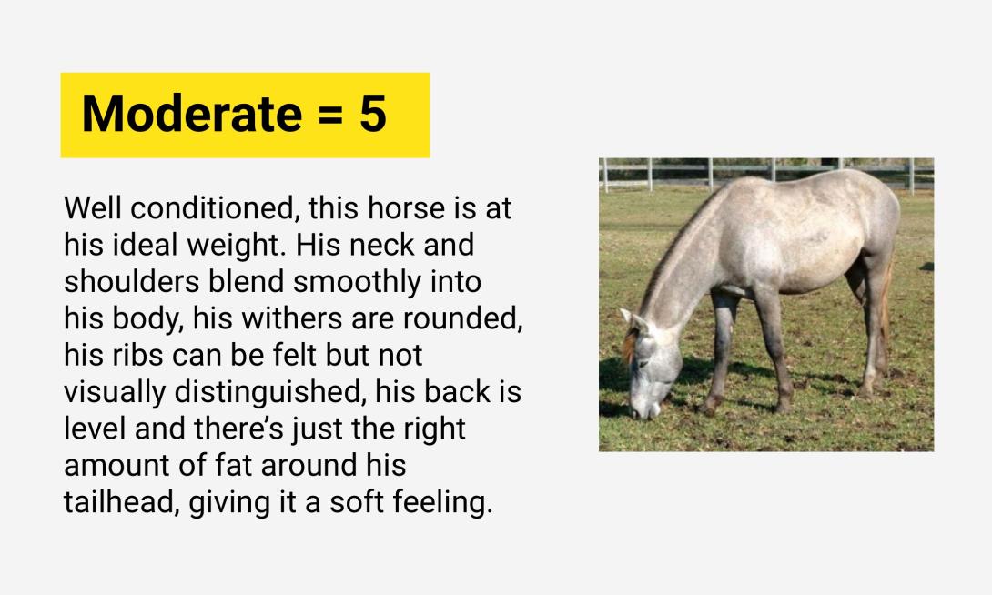 Moderately Thin = 4: The only goal for this filly is to put a little more fat and muscle on her. Her neck, withers and shoulders aren’t obviously thin, the outline of her ribs is only faintly discernible, her loin area appears peaked along her back and her tailhead fat can be felt. Her pin bones are hidden under fat and muscle. 