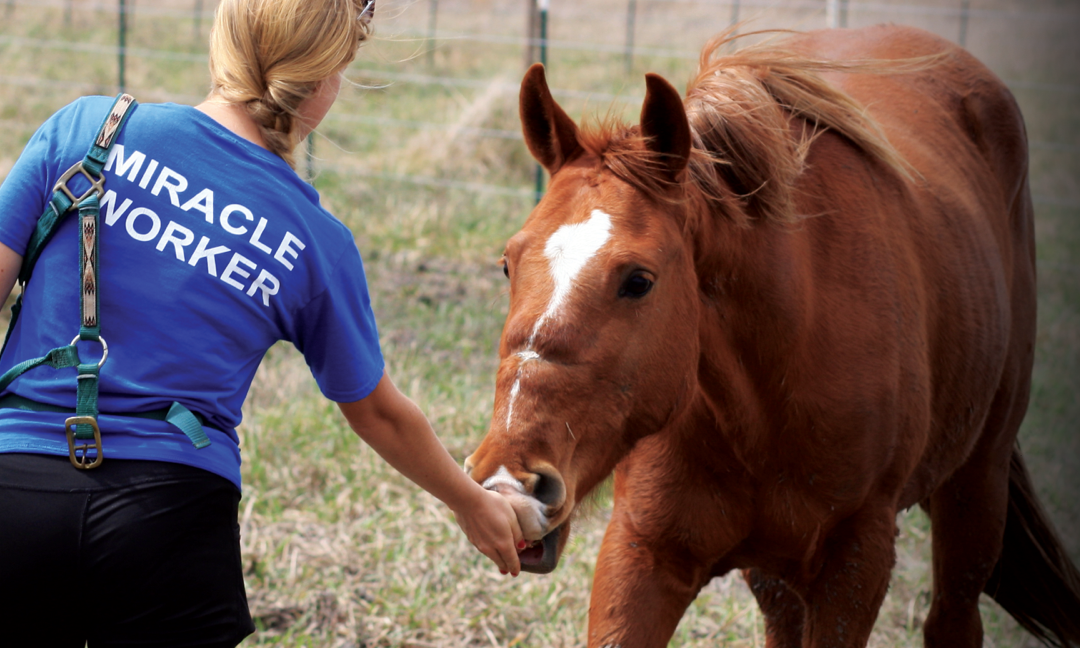 A trainer at Habitat in a blue shirt gently feeding Blessing a treat