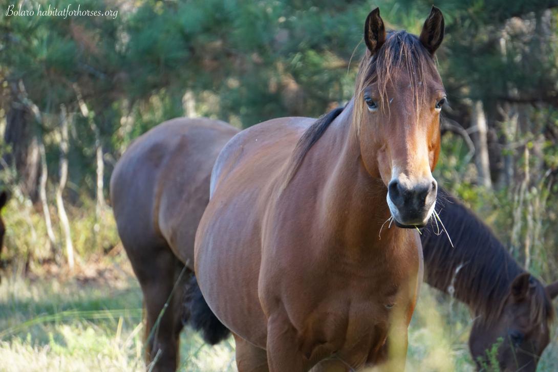 Brown Horse in a field