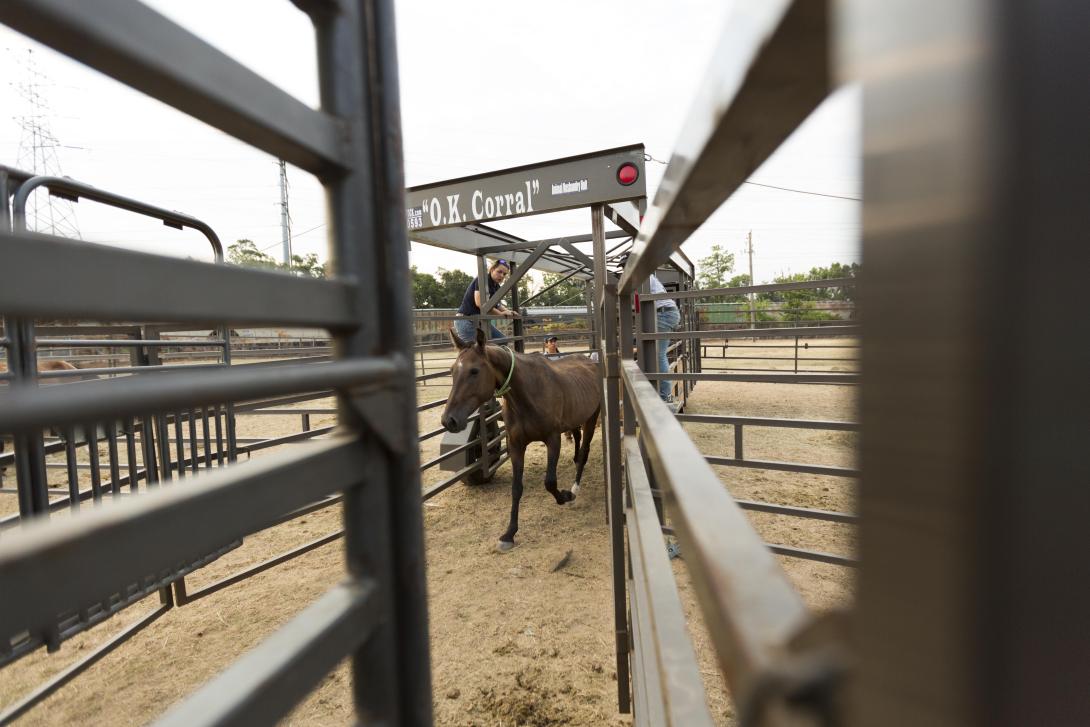 Horse entering gate