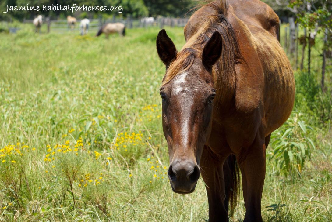 Horse in a field 