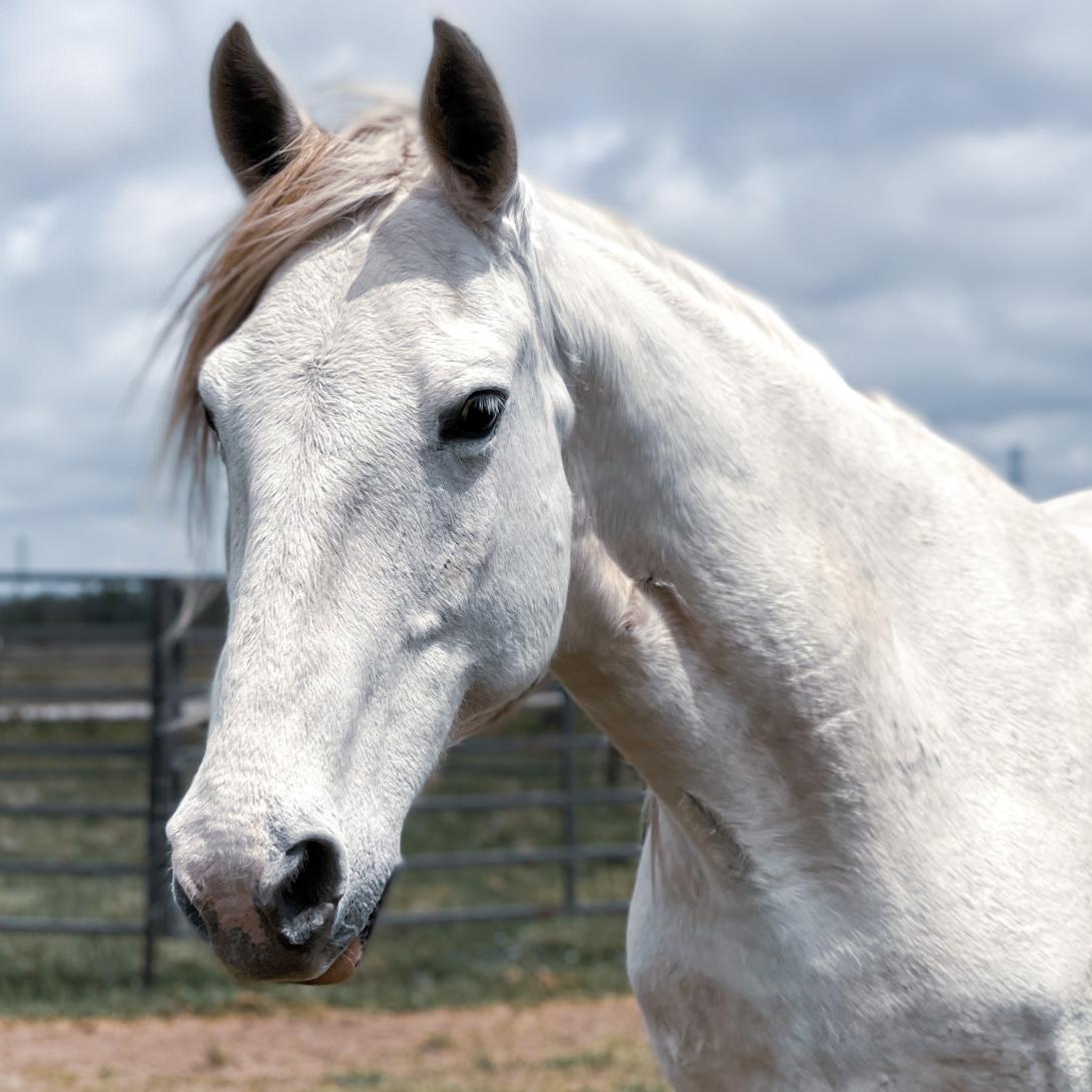 Nikita a white horse